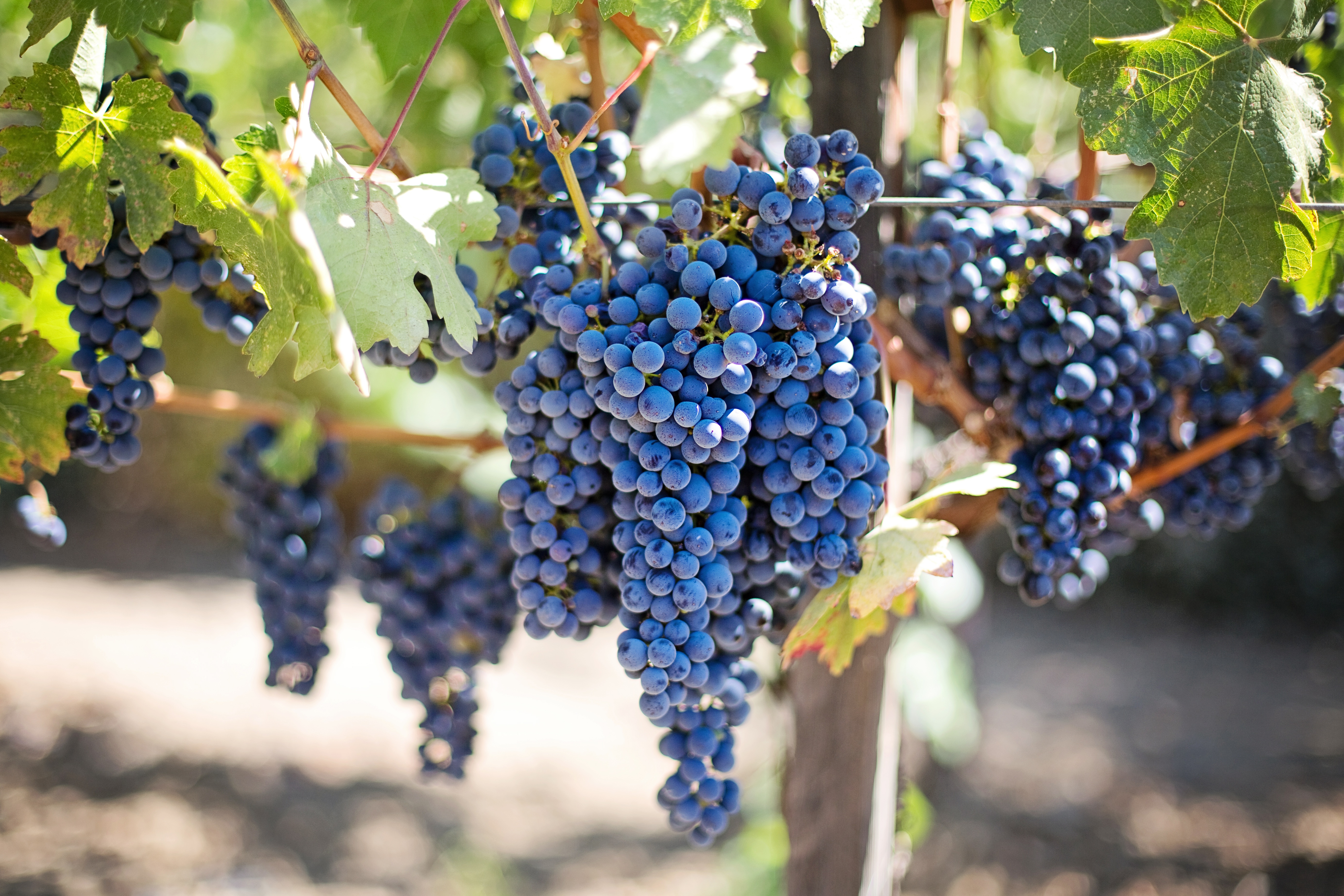 purple-grapes-vineyard-napa-valley-napa-vineyard-45209